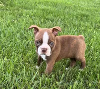 Ozzie, a male Boston Terrier for sale in Seymour, MO – 6 of 6