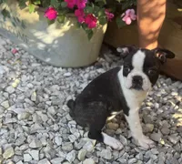 Jane, a female Boston Terrier for sale in Seymour, MO – 5 of 7