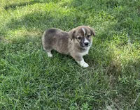 Darcy, a female Pembroke Welsh Corgi for sale in Seymour, MO – 4 of 5
