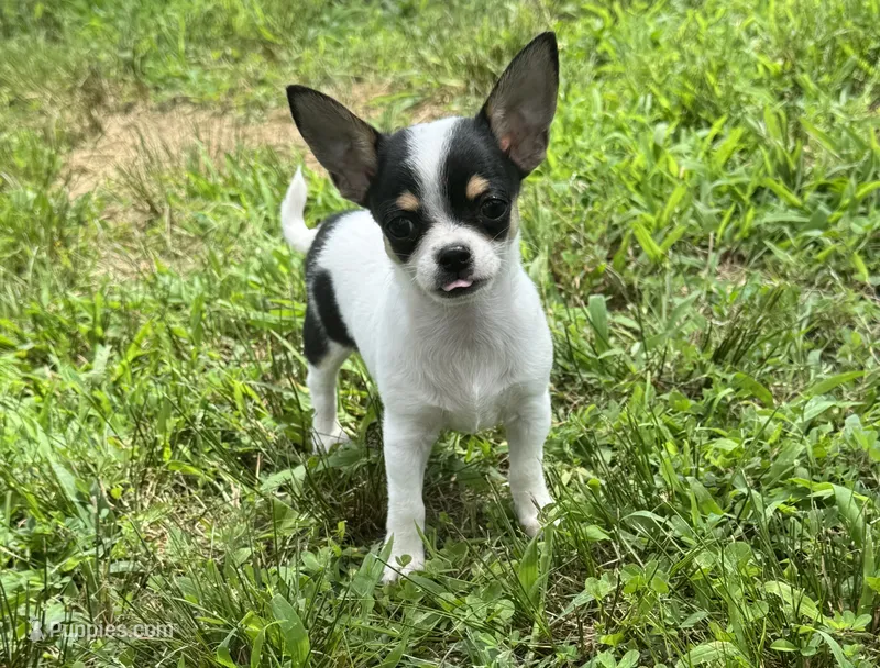 Taquito, a male Chihuahua for sale in Seymour, MO – 1 of 4