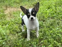 Taquito, a male Chihuahua for sale in Seymour, MO – 1 of 4