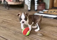 Paisley, a female Boston Terrier for sale in Seymour, MO – Photo 1 of 9