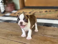 Paisley, a female Boston Terrier for sale in Seymour, MO – Photo 4 of 9