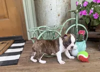 Paisley, a female Boston Terrier for sale in Seymour, MO – Photo 7 of 9