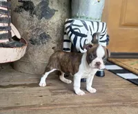 Paisley, a female Boston Terrier for sale in Seymour, MO – Photo 6 of 9