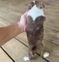 Paisley, a female Boston Terrier for sale in Seymour, MO – Photo 9 of 9