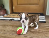 Paisley, a female Boston Terrier for sale in Seymour, MO – Photo 2 of 9