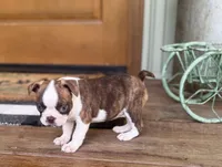 Paisley, a female Boston Terrier for sale in Seymour, MO – Photo 8 of 9