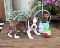 Paisley, a female Boston Terrier for sale in Seymour, MO – Photo 3 of 9