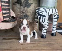 Paisley, a female Boston Terrier for sale in Seymour, MO – Photo 5 of 9