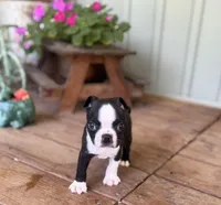 Spot, a male Boston Terrier for sale in Seymour, MO – Photo 2 of 9