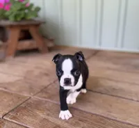 Spot, a male Boston Terrier for sale in Seymour, MO – Photo 9 of 9