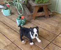 Spot, a male Boston Terrier for sale in Seymour, MO – Photo 6 of 9