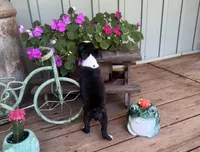 Spot, a male Boston Terrier for sale in Seymour, MO – Photo 8 of 9