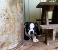 Spot, a male Boston Terrier for sale in Seymour, MO – Photo 7 of 9