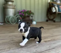 Spot, a male Boston Terrier for sale in Seymour, MO – Photo 5 of 9