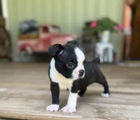 Spot, a male Boston Terrier for sale in Seymour, MO – Photo 3 of 9