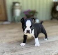 Spot, a male Boston Terrier for sale in Seymour, MO – Photo 4 of 9