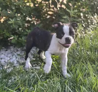 Jane, a female Boston Terrier for sale in Seymour, MO – 2 of 7