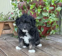 Jerry, a female Miniature Aussiedoodle for sale in Seymour, MO – Photo 4 of 5