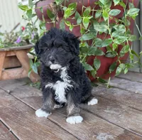 Jerry, a female Miniature Aussiedoodle for sale in Seymour, MO – Photo 5 of 5