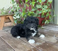 Jerry, a female Miniature Aussiedoodle for sale in Seymour, MO – Photo 2 of 5