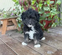Jerry, a female Miniature Aussiedoodle for sale in Seymour, MO – Photo 1 of 5