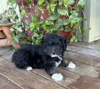 Jerry, a female Miniature Aussiedoodle for sale in Seymour, MO – Photo 3 of 5
