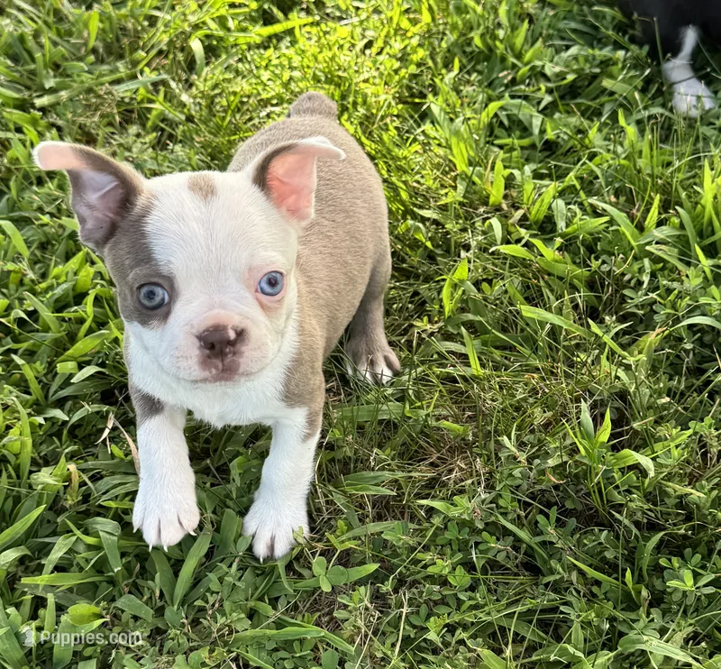 Sapphire – Boston Terrier puppy for sale in Seymour, MO