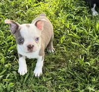 Sapphire, a female Boston Terrier for sale in Seymour, MO – 1 of 6