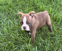 Ozzie, a male Boston Terrier for sale in Seymour, MO – 4 of 6