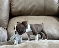 Dolly, a female Boston Terrier for sale in Seymour, MO – Photo 5 of 8