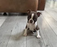 Dolly, a female Boston Terrier for sale in Seymour, MO – Photo 1 of 8