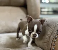 Dolly, a female Boston Terrier for sale in Seymour, MO – Photo 4 of 8