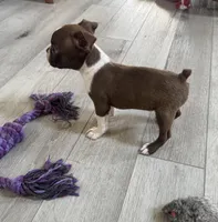 Dolly, a female Boston Terrier for sale in Seymour, MO – Photo 6 of 8