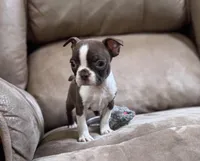 Dolly, a female Boston Terrier for sale in Seymour, MO – Photo 2 of 8