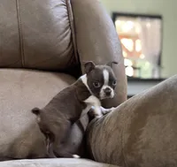 Dolly, a female Boston Terrier for sale in Seymour, MO – Photo 3 of 8