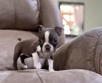 Dolly, a female Boston Terrier for sale in Seymour, MO – Photo 7 of 8