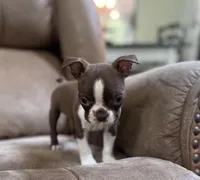 Dolly, a female Boston Terrier for sale in Seymour, MO – Photo 8 of 8