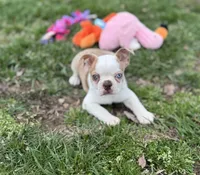 Oscar, a male Boston Terrier for sale in Seymour, MO – Photo 2 of 5