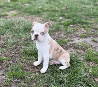 Oscar, a male Boston Terrier for sale in Seymour, MO – Photo 3 of 5