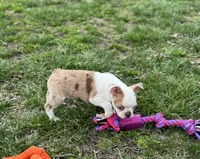 Oscar, a male Boston Terrier for sale in Seymour, MO – Photo 1 of 5