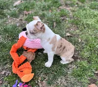 Oscar, a male Boston Terrier for sale in Seymour, MO – Photo 4 of 5