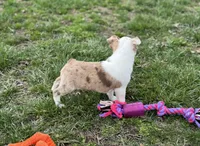 Oscar, a male Boston Terrier for sale in Seymour, MO – Photo 5 of 5