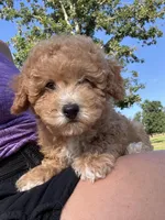 Parker, a male Poodle - Miniature  for sale in Seymour, MO – Photo 1 of 3