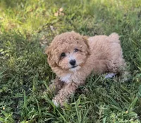 Parker, a male Poodle - Miniature  for sale in Seymour, MO – Photo 2 of 3