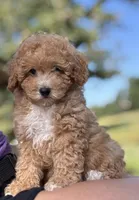 Parker, a male Poodle - Miniature  for sale in Seymour, MO – Photo 3 of 3