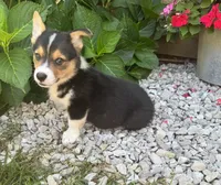 Hogan, a male Pembroke Welsh Corgi for sale in Seymour, MO – 3 of 3