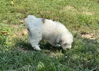 Max , a male Maltipoo for sale in Seymour, MO – 4 of 4