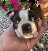 Jane, a female Boston Terrier for sale in Seymour, MO – 7 of 7